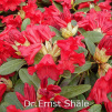 dr.ernst shäle, rhododendron, dværgrhododendron, surbundsplanter, købe rhododendron, rhododendron planteskole, basta planter, lav rhododendron, stedsegrønne, rhododendronbed