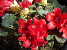 glutkissen, rhododendron, dværgrhododendron, surbundsplanter, købe rhododendron, rhododendron planteskole, basta planter, lav rhododendron, stedsegrønne, rhododendronbed