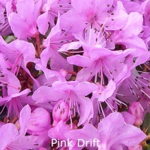 pink drift, rhododendron, dværgrhododendron, surbundsplanter, købe rhododendron, rhododendron planteskole, basta planter, lav rhododendron, stedsegrønne, rhododendronbed