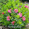 ferruginium, rhododendron, dværgrhododendron, surbundsplanter, købe rhododendron, rhododendron planteskole, basta planter, lav rhododendron, stedsegrønne, rhododendronbed