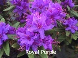 Rhododendron russatum Royal Purple