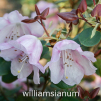 williamsianum, rhododendron, dværgrhododendron, surbundsplanter, købe rhododendron, rhododendron planteskole, basta planter, lav rhododendron, stedsegrønne, rhododendronbed