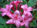 haveazalea Millennium, Rhododendron viscosum-hybrid 'Millennium', duftende rosa azalea til haven