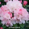dreamland, rhododendron, mellemstore rhododendron, surbundsplanter, købe rhododendron, rhododendron planteskole, basta planter, rhododendron, stedsegrønne, rhododendronbed