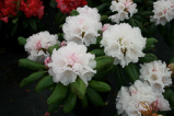 falling snow, rhododendron, mellemstore rhododendron, surbundsplanter, købe rhododendron, rhododendron planteskole, basta planter, rhododendron, stedsegrønne, rhododendronbed