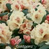 goldprinz, rhododendron, mellemstore rhododendron, surbundsplanter, købe rhododendron, rhododendron planteskole, basta planter, rhododendron, stedsegrønne, rhododendronbed