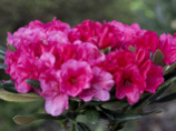 Rhododendron yakushimanum-hybrid Karminkissen