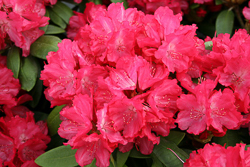morgenrot, rhododendron, mellemstore rhododendron, surbundsplanter, købe rhododendron, rhododendron planteskole, basta planter, rhododendron, stedsegrønne, rhododendronbed