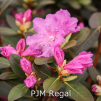 p.j.m regal, rhododendron, mellemstore rhododendron, surbundsplanter, købe rhododendron, rhododendron planteskole, basta planter, rhododendron, stedsegrønne, rhododendronbed