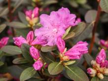 p.j.m. regal, rhododendron, mellemstore rhododendron, surbundsplanter, købe rhododendron, rhododendron planteskole, basta planter, rhododendron, stedsegrønne, rhododendronbed