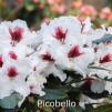 picobello, rhododendron, mellemstore rhododendron, surbundsplanter, købe rhododendron, rhododendron planteskole, basta planter, rhododendron, stedsegrønne, rhododendronbed