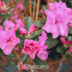 staccato, rhododendron, mellemstore rhododendron, surbundsplanter, købe rhododendron, rhododendron planteskole, basta planter, rhododendron, stedsegrønne, rhododendronbed
