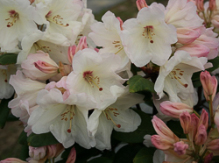 blushine girl, rhododendron, store rhododendron, surbundsplanter, købe rhododendron, rhododendron planteskole, basta planter, rhododendron, stedsegrønne, rhododendronbed