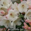 blueshine girl, rhododendron, store rhododendron, surbundsplanter, købe rhododendron, rhododendron planteskole, basta planter, rhododendron, stedsegrønne, rhododendronbed