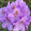 blutopia, rhododendron, store rhododendron, surbundsplanter, købe rhododendron, rhododendron planteskole, basta planter, rhododendron, stedsegrønne, rhododendronbed