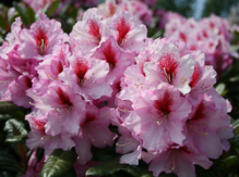 diadem, rhododendron, store rhododendron, surbundsplanter, købe rhododendron, rhododendron planteskole, basta planter, rhododendron, stedsegrønne, rhododendronbed