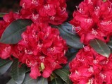 Rhododendron hybrid 'Karl Naue'  rød rododendron