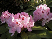 lady anette de trefford, rhododendron, store rhododendron, surbundsplanter, købe rhododendron, rhododendron planteskole, basta planter, rhododendron, stedsegrønne, rhododendronbed