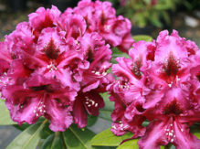 purple splendur, rhododendron, store rhododendron, surbundsplanter, købe rhododendron, rhododendron planteskole, basta planter, rhododendron, stedsegrønne, rhododendronbed