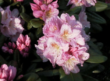 scintillation, rhododendron, store rhododendron, surbundsplanter, købe rhododendron, rhododendron planteskole, basta planter, rhododendron, stedsegrønne, rhododendronbed