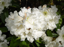 snehvide, rhododendron, store rhododendron, surbundsplanter, købe rhododendron, rhododendron planteskole, basta planter, rhododendron, stedsegrønne, rhododendronbed