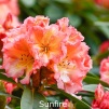 sunfire, rhododendron, store rhododendron, surbundsplanter, købe rhododendron, rhododendron planteskole, basta planter, rhododendron, stedsegrønne, rhododendronbed