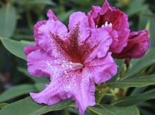 violette funken, rhododendron, store rhododendron, surbundsplanter, købe rhododendron, rhododendron planteskole, basta planter, rhododendron, stedsegrønne, rhododendronbed