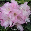 celeste, sjældne rhododendron, vildarter, rhododendron , surbundsplanter, købe rhododendron, rhododendron planteskole, basta planter, stedsegrønne, rhododendronbed