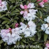 koichiro wada, sjældne rhododendron, vildarter, rhododendron , surbundsplanter, købe rhododendron, rhododendron planteskole, basta planter, stedsegrønne, rhododendronbed