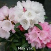 makiyak, sjældne rhododendron, vildarter, rhododendron , surbundsplanter, købe rhododendron, rhododendron planteskole, basta planter, stedsegrønne, rhododendronbed