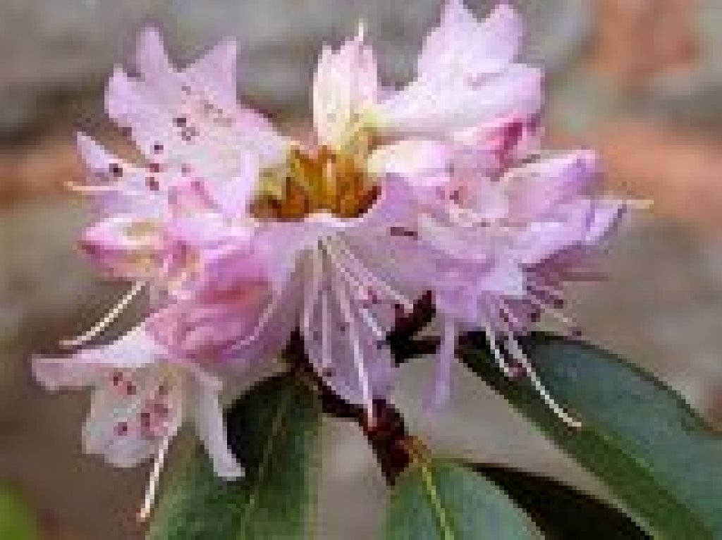 Rhododendron racemosum fra Basta Planter